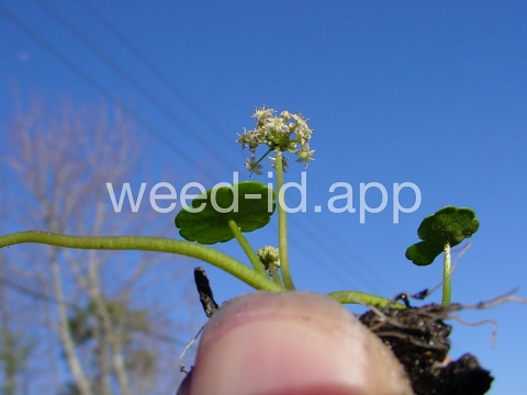 pennywort, whorled